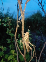 Cyrtacanthacris tatarica