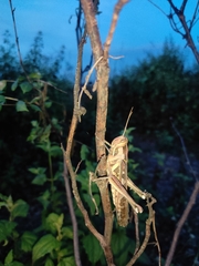 Cyrtacanthacris tatarica