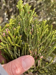 Halocarpus bidwillii