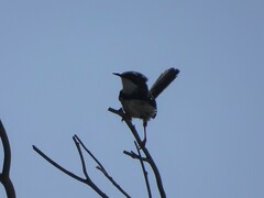 Apalis thoracica claudei