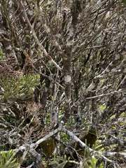 Halocarpus bidwillii