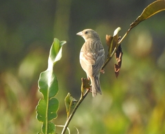 Emberiza melanocephala