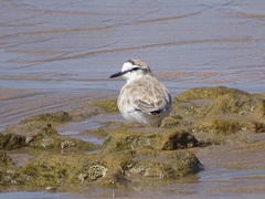 Charadrius marginatus