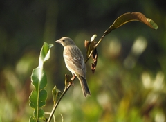 Emberiza melanocephala