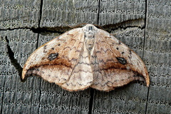 Drepana falcataria