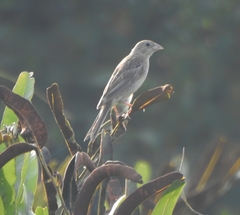 Emberiza melanocephala