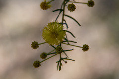 Acacia hendersonii