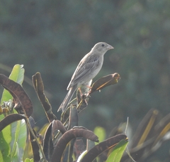 Emberiza melanocephala