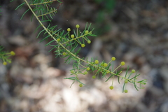 Acacia hendersonii