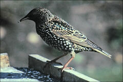 Sturnus vulgaris