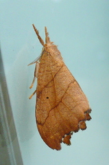 Falcaria lacertinaria