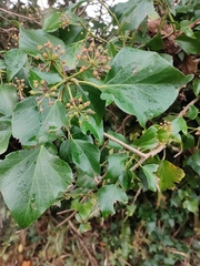 Hedera canariensis