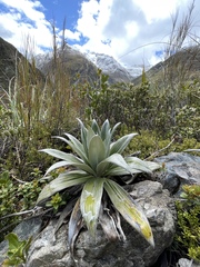 Celmisia semicordata