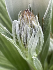 Celmisia semicordata