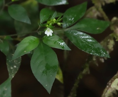 Codonacanthus