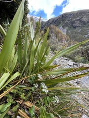Gingidia montana