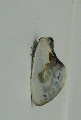 Cilix glaucata
