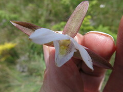 Eulophia ovalis