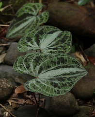 Dioscorea dodecaneura