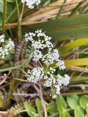 Gingidia montana