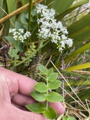 Gingidia montana