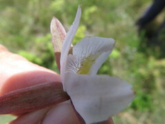 Eulophia ovalis