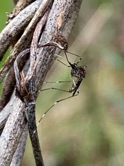 Aedes alboannulatus