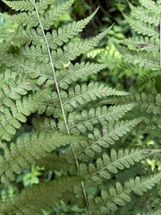 Dryopteris lewalleana