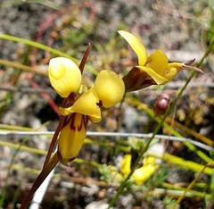 Diuris brevifolia