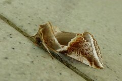 Habrosyne pyritoides