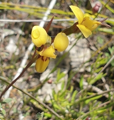 Diuris brevifolia