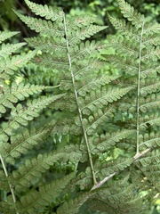 Dryopteris lewalleana