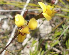 Diuris brevifolia