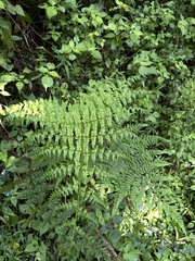 Dryopteris lewalleana