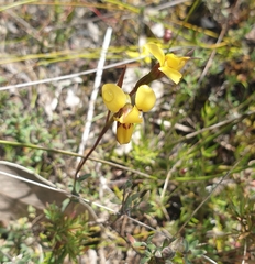 Diuris brevifolia