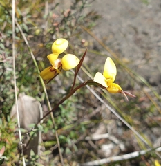 Diuris brevifolia