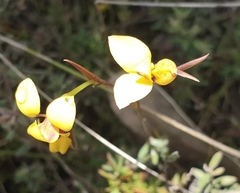 Diuris brevifolia