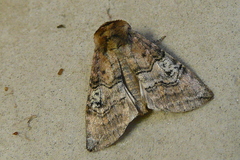 Tethea ocularis