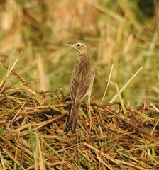 Anthus richardi