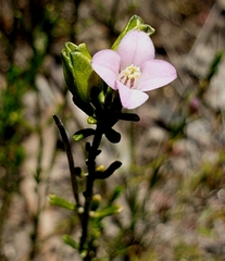 Cyanothamnus coerulescens