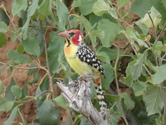 Trachyphonus erythrocephalus