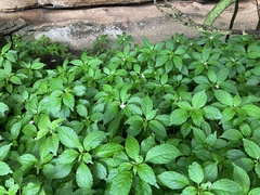 Impatiens hochstetteri