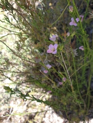 Cyanothamnus coerulescens