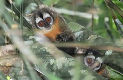 Aotus nigriceps