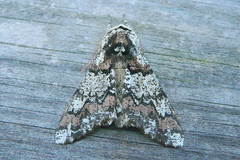 Biston strataria