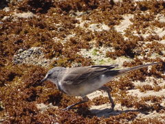 Motacilla capensis capensis