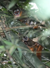 Aotus nigriceps