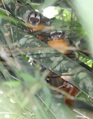 Aotus nigriceps