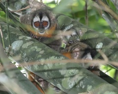 Aotus nigriceps