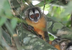 Aotus nigriceps